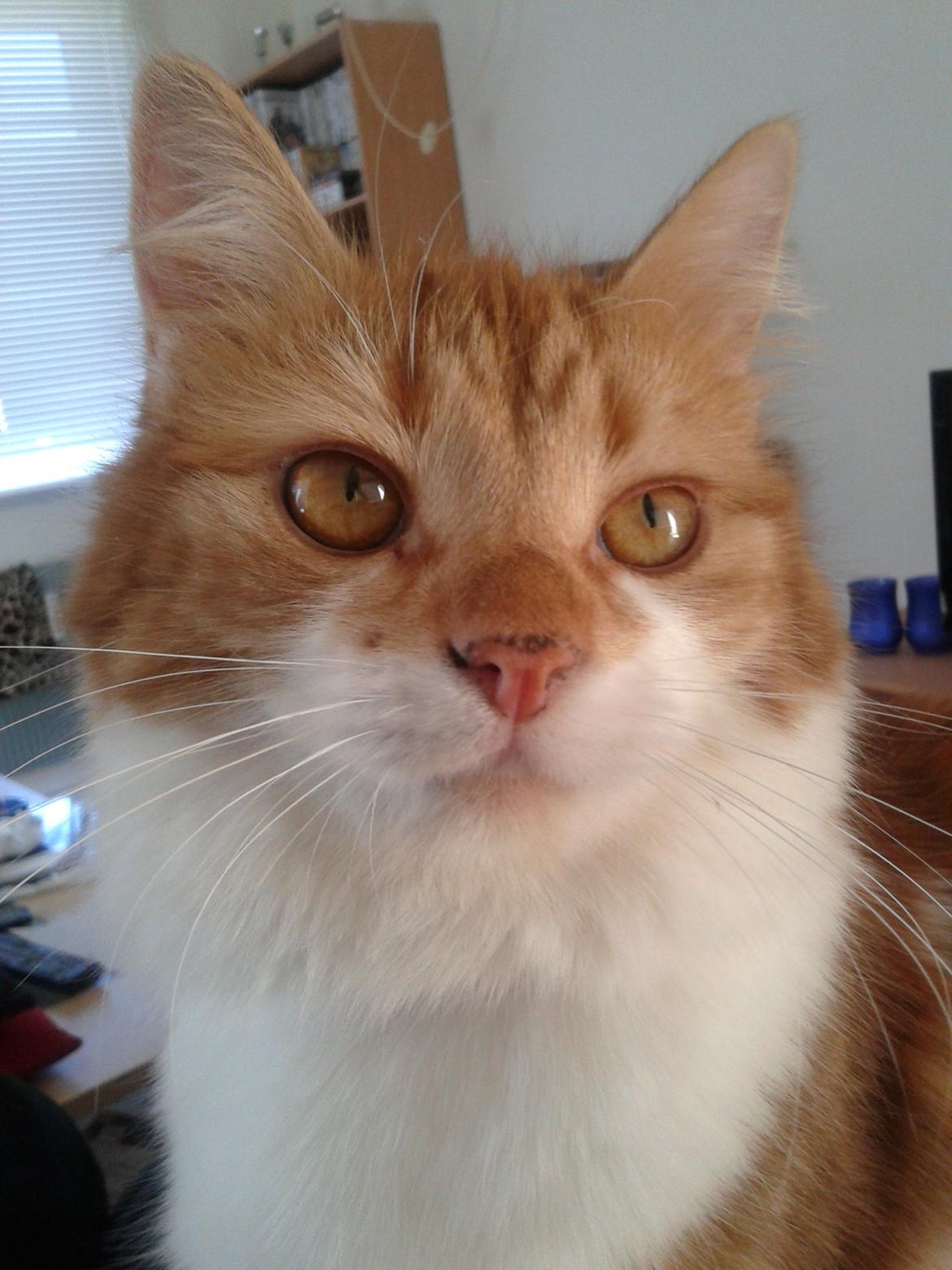 Huskat Cutie billede 1