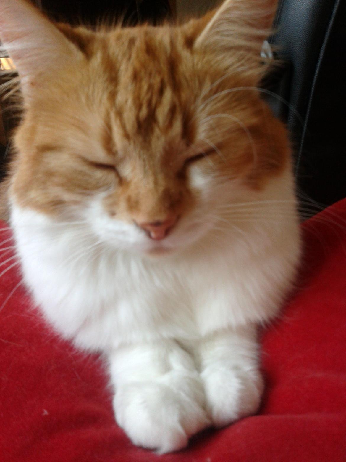 Huskat Cutie billede 2