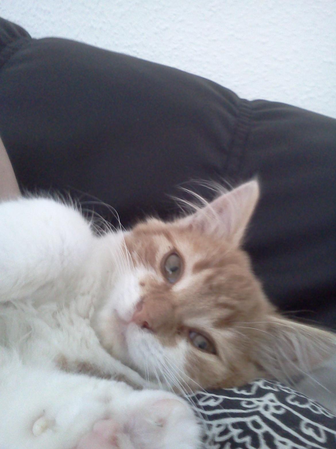 Huskat Cutie billede 6