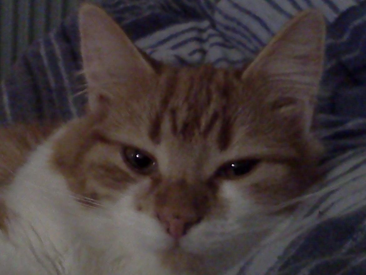 Huskat Cutie billede 4