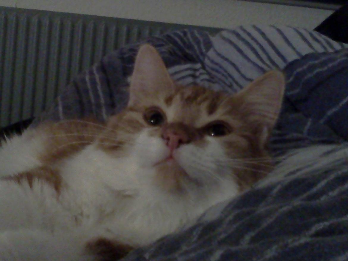 Huskat Cutie billede 3