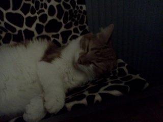 Huskat Cutie billede 5