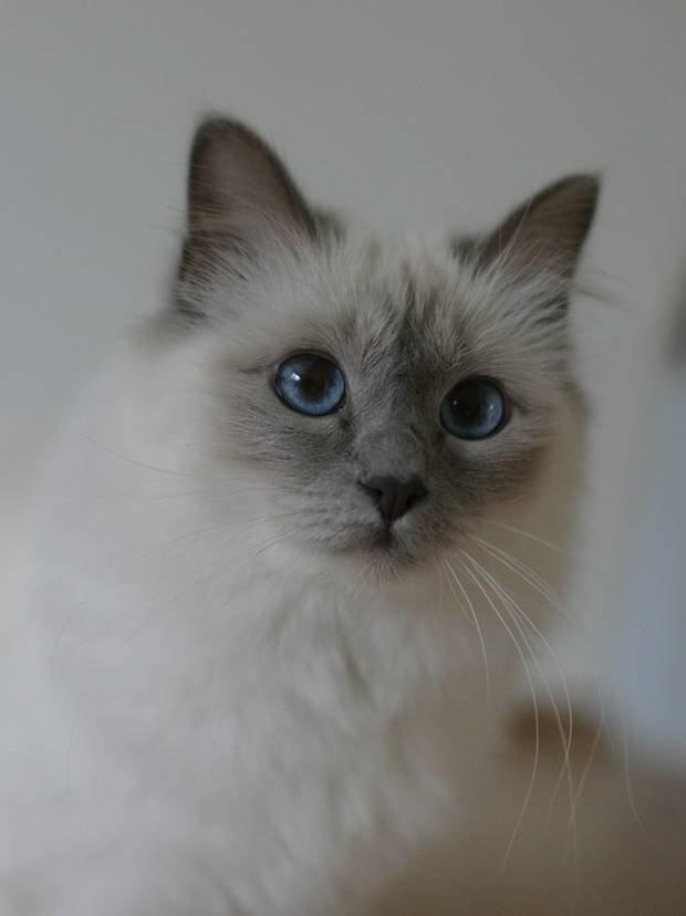 Hellig Birma Nala billede 2