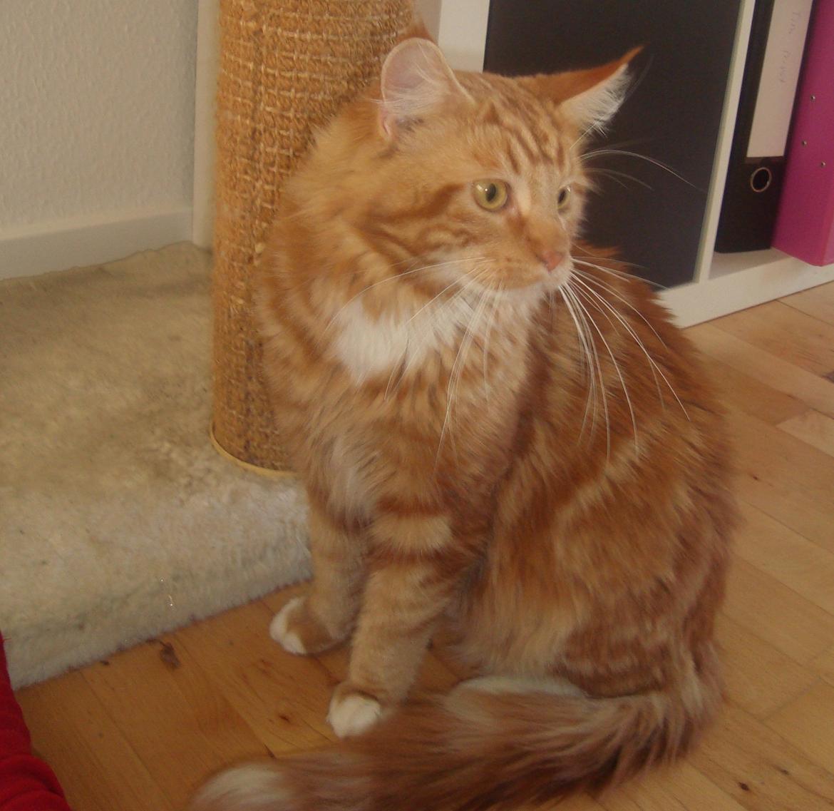 Maine Coon Kasmir billede 1