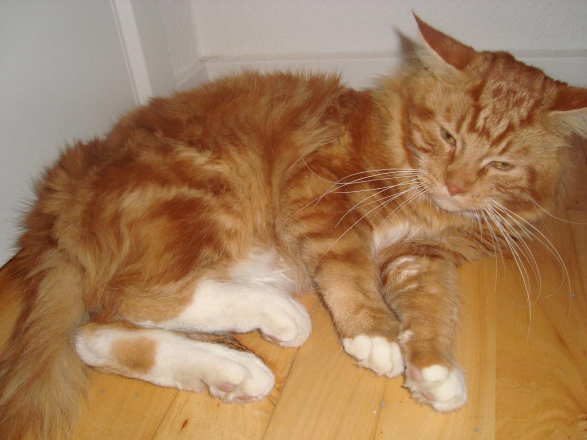 Maine Coon Kasmir billede 2