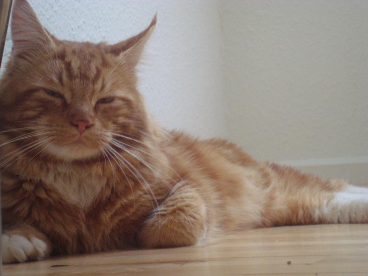 Maine Coon Kasmir billede 3