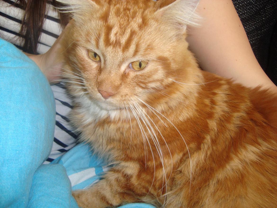 Maine Coon Kasmir billede 6