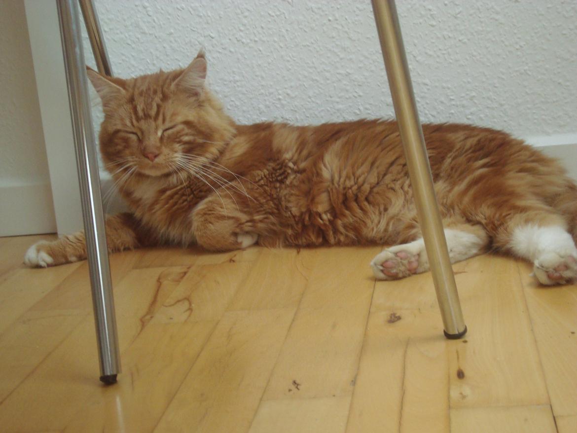 Maine Coon Kasmir billede 4