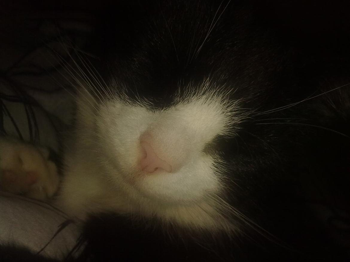 Huskat Miv billede 2