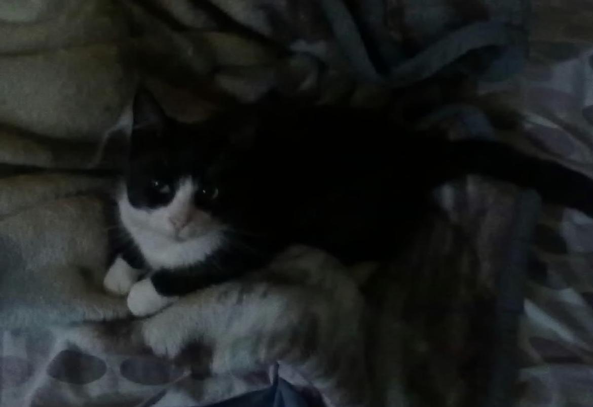 Huskat Miv billede 3