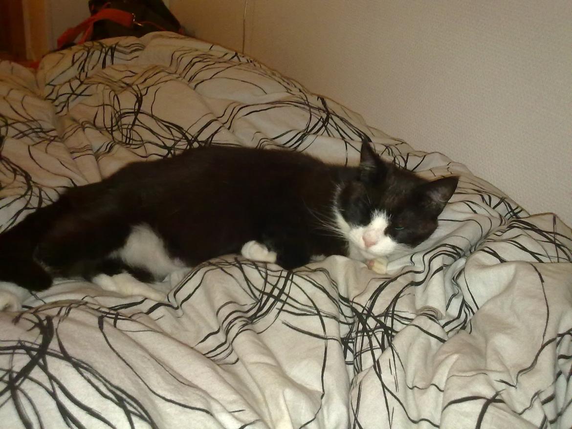 Huskat Miv billede 4