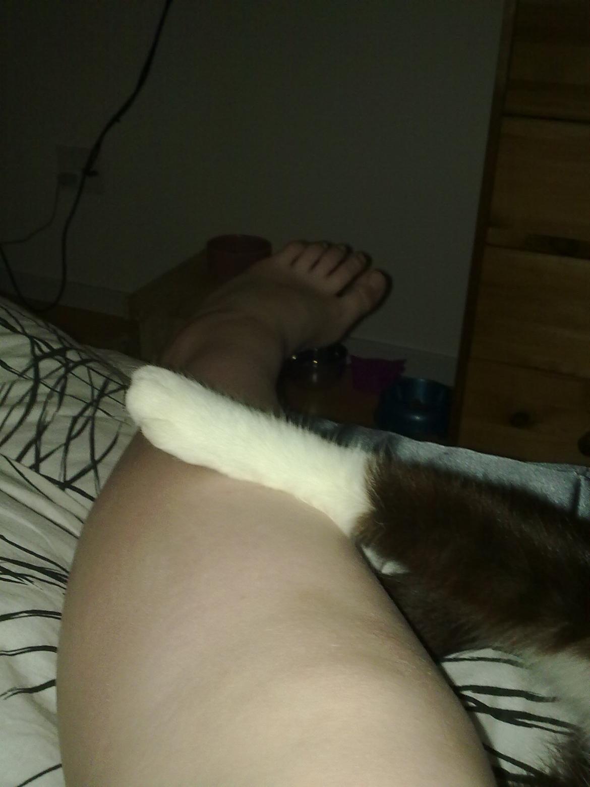 Huskat Miv billede 5