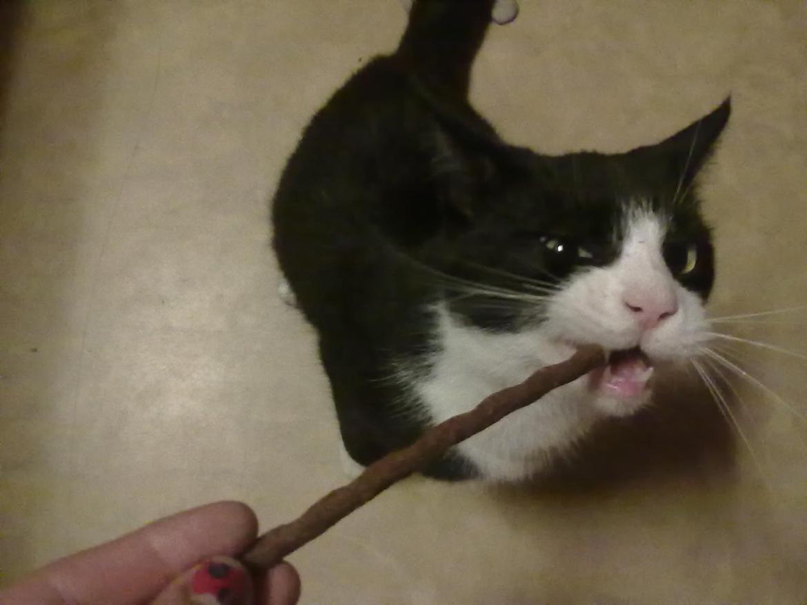 Huskat Miv billede 6