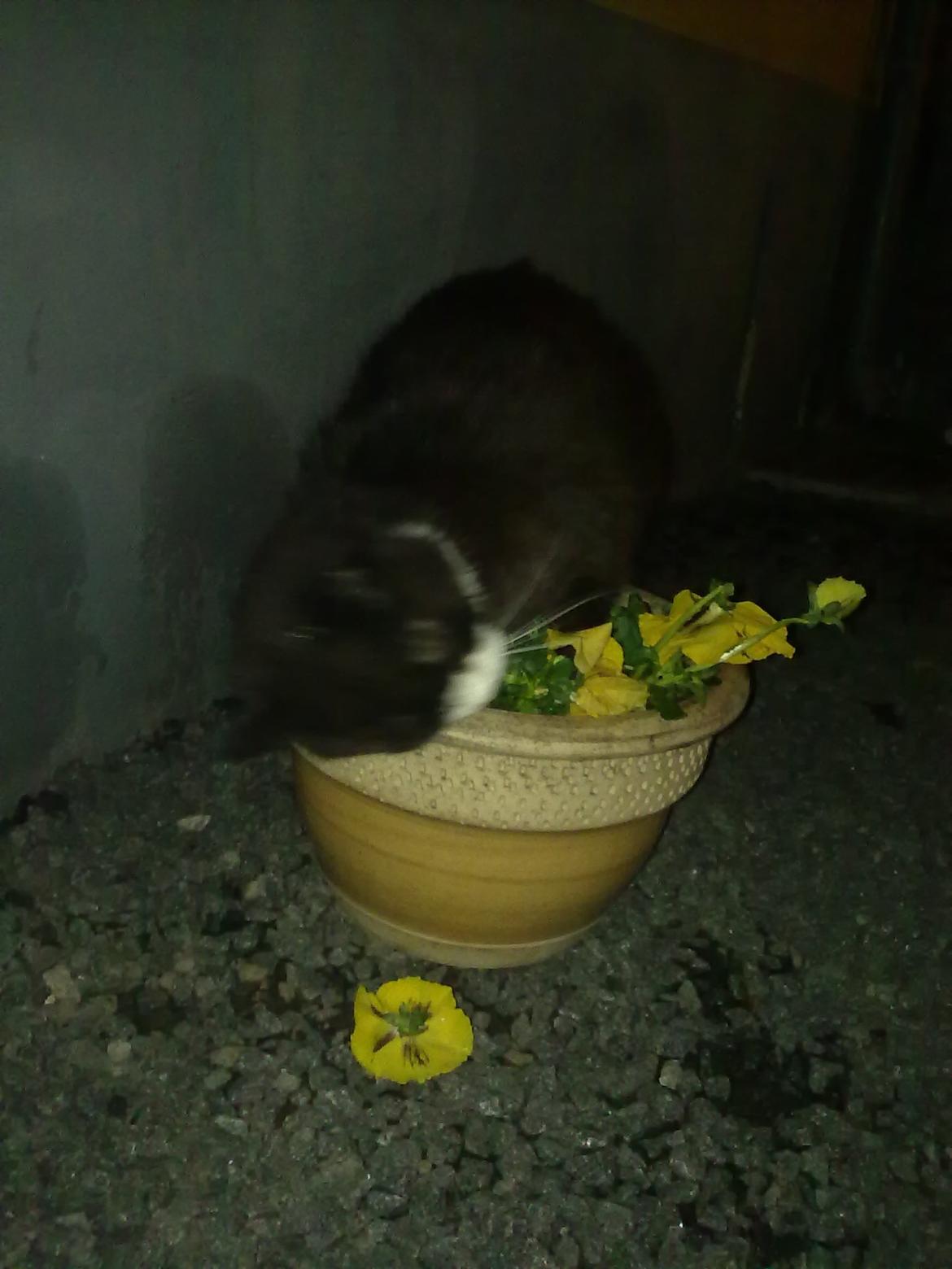 Huskat Miv billede 7