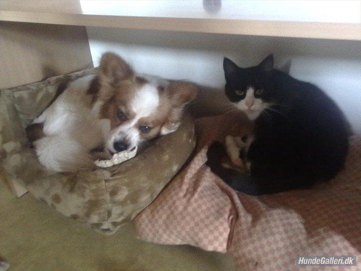 Huskat Miv billede 9