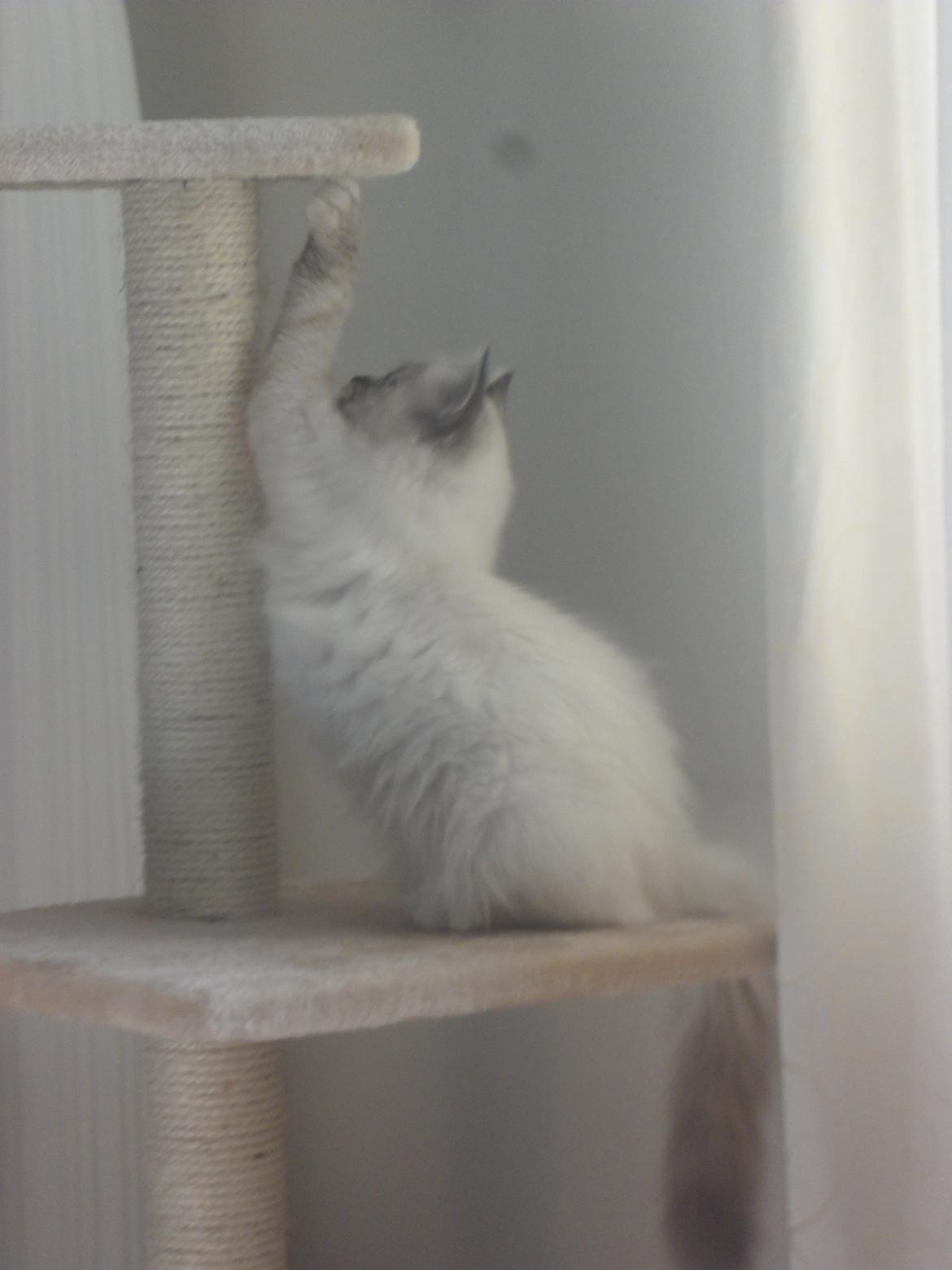 Hellig Birma Beauty billede 13