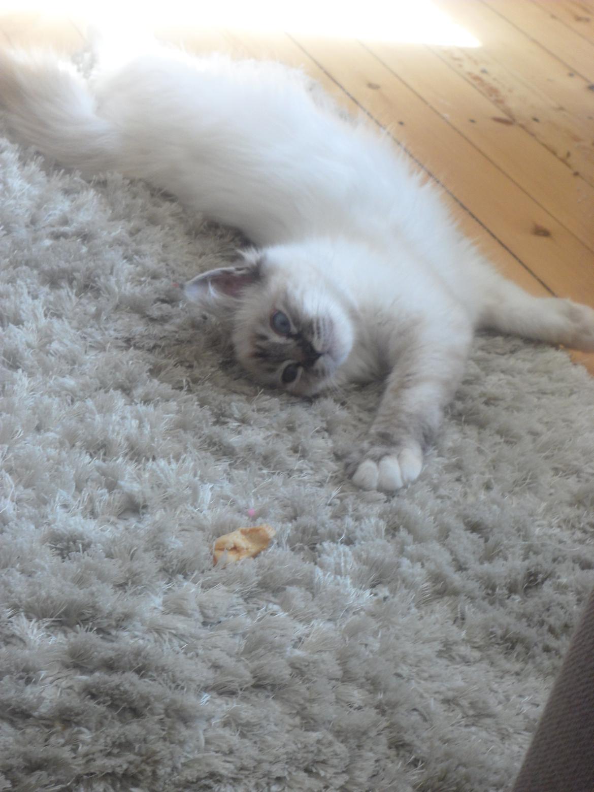 Hellig Birma Beauty billede 14