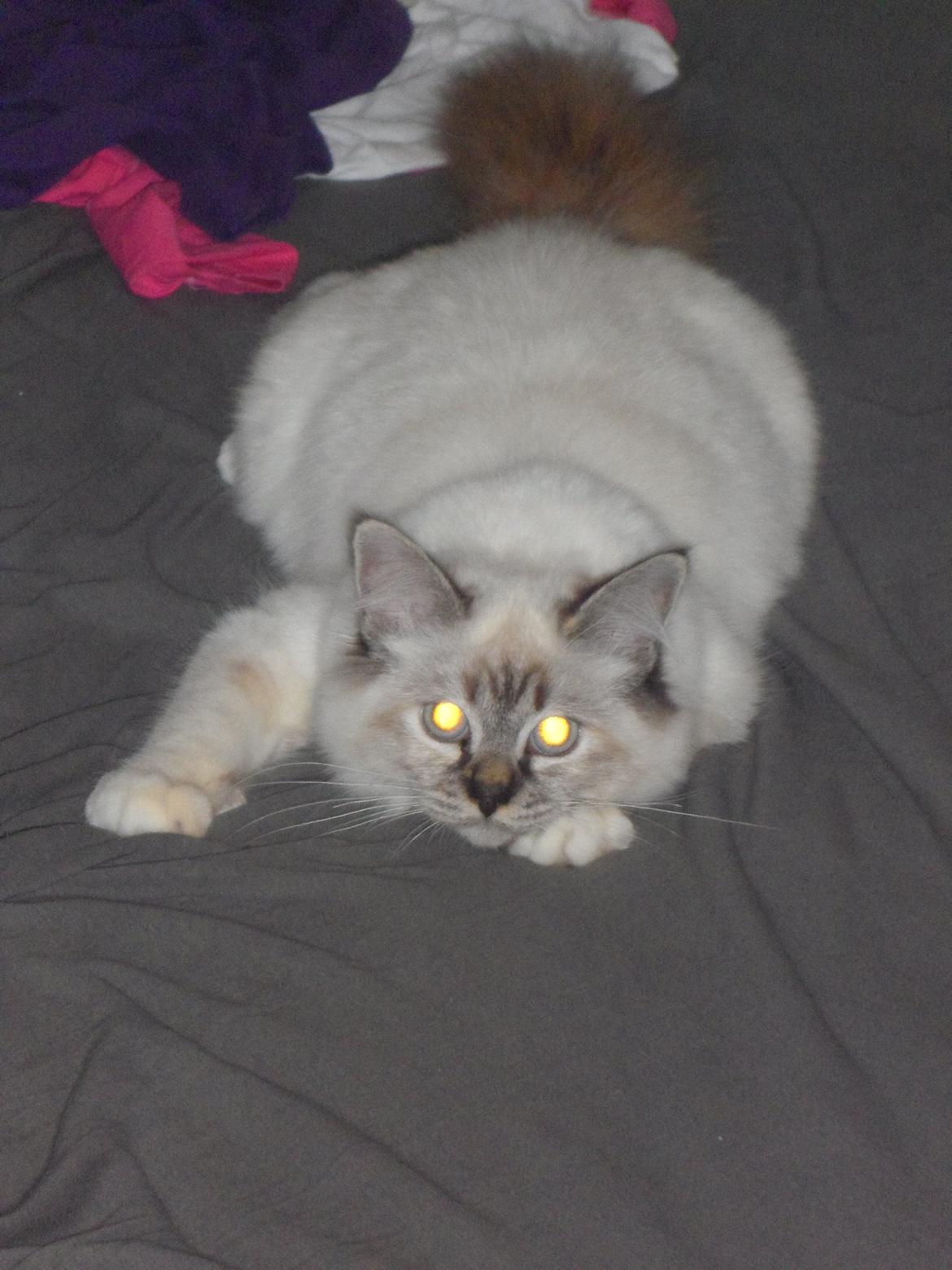 Hellig Birma Beauty billede 15