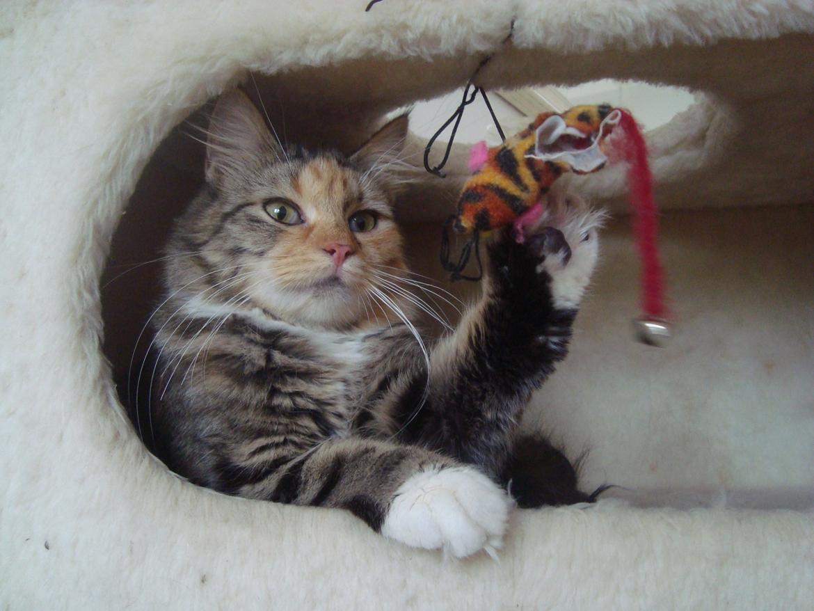 Maine Coon Prima Donna billede 2