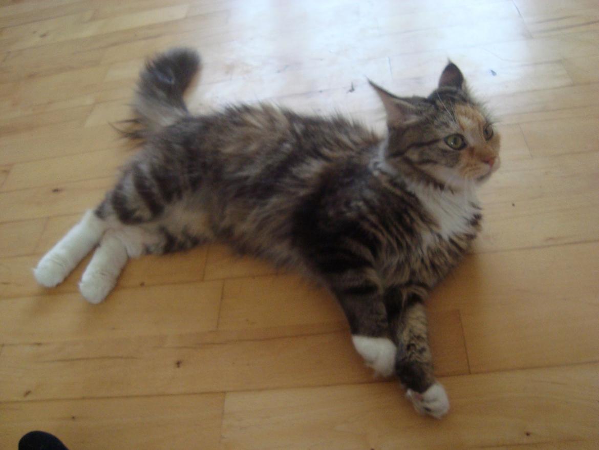 Maine Coon Prima Donna billede 3