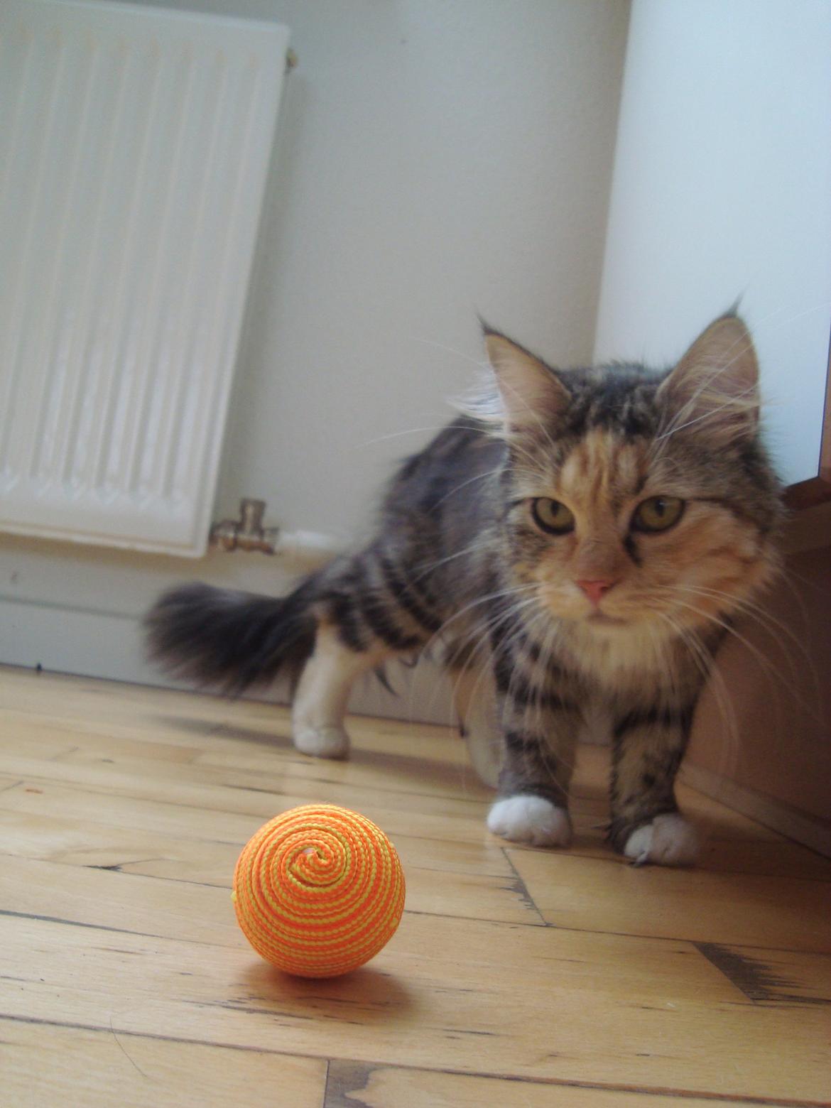 Maine Coon Prima Donna billede 4