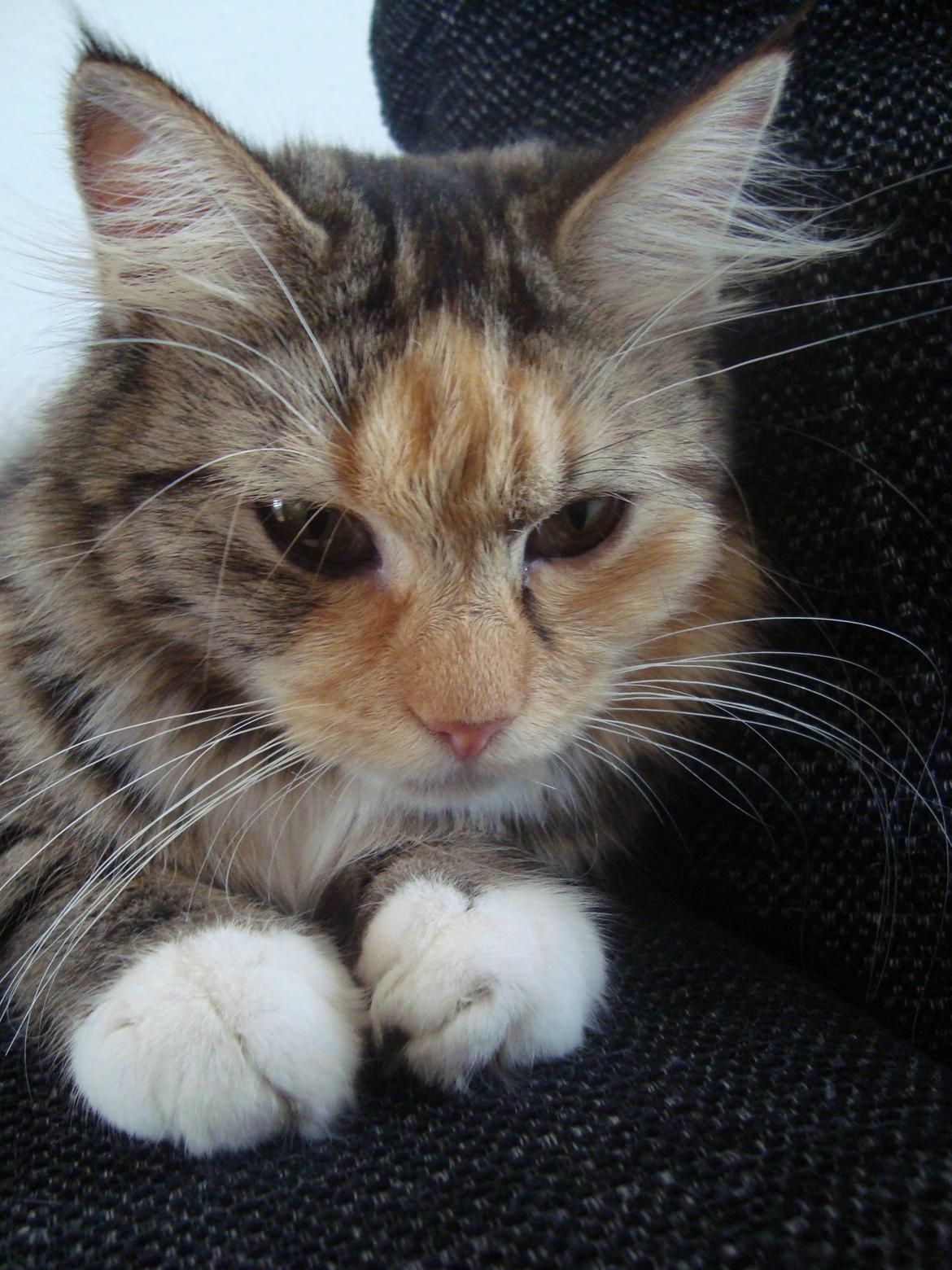 Maine Coon Prima Donna billede 5