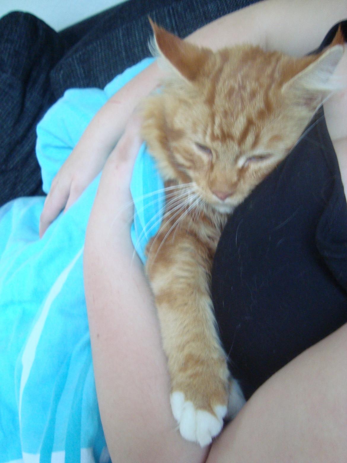 Maine Coon Kasmir billede 5