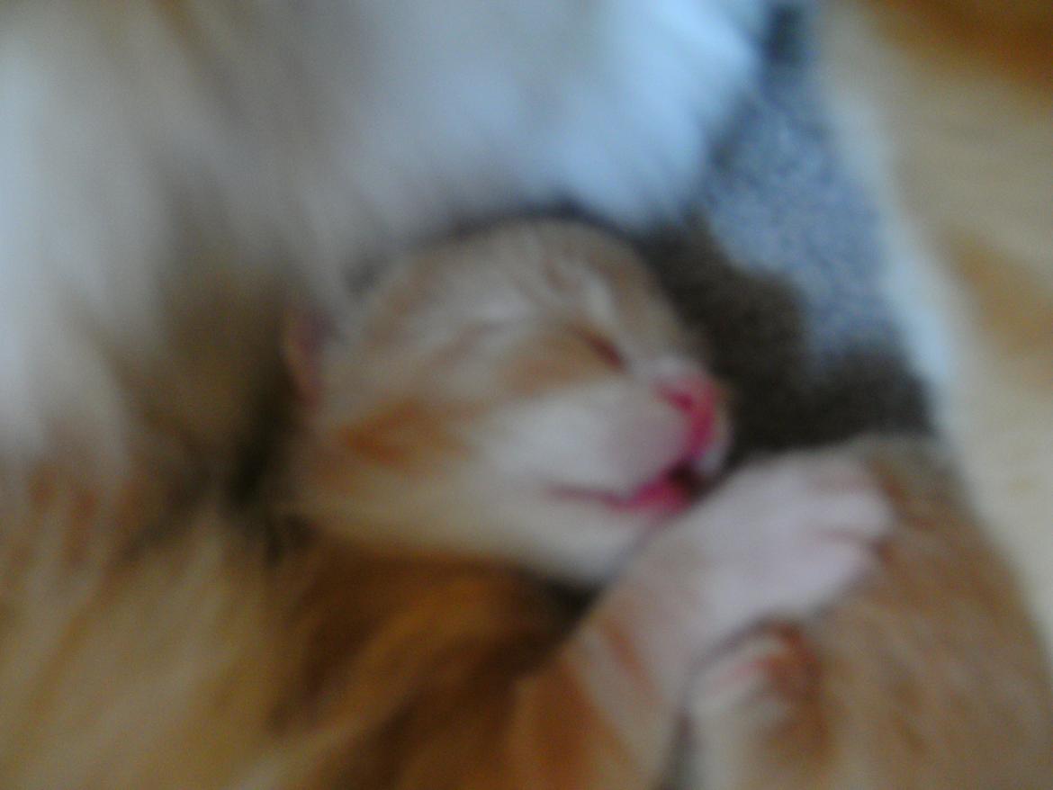 Huskat Theodor billede 1