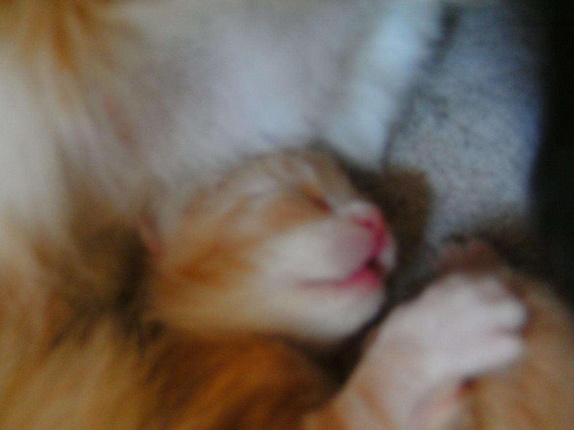 Huskat Theodor billede 2