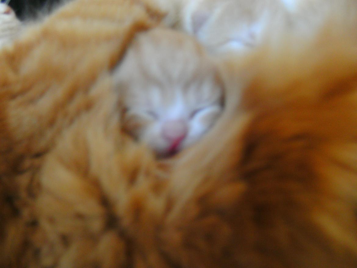 Huskat Theodor billede 3