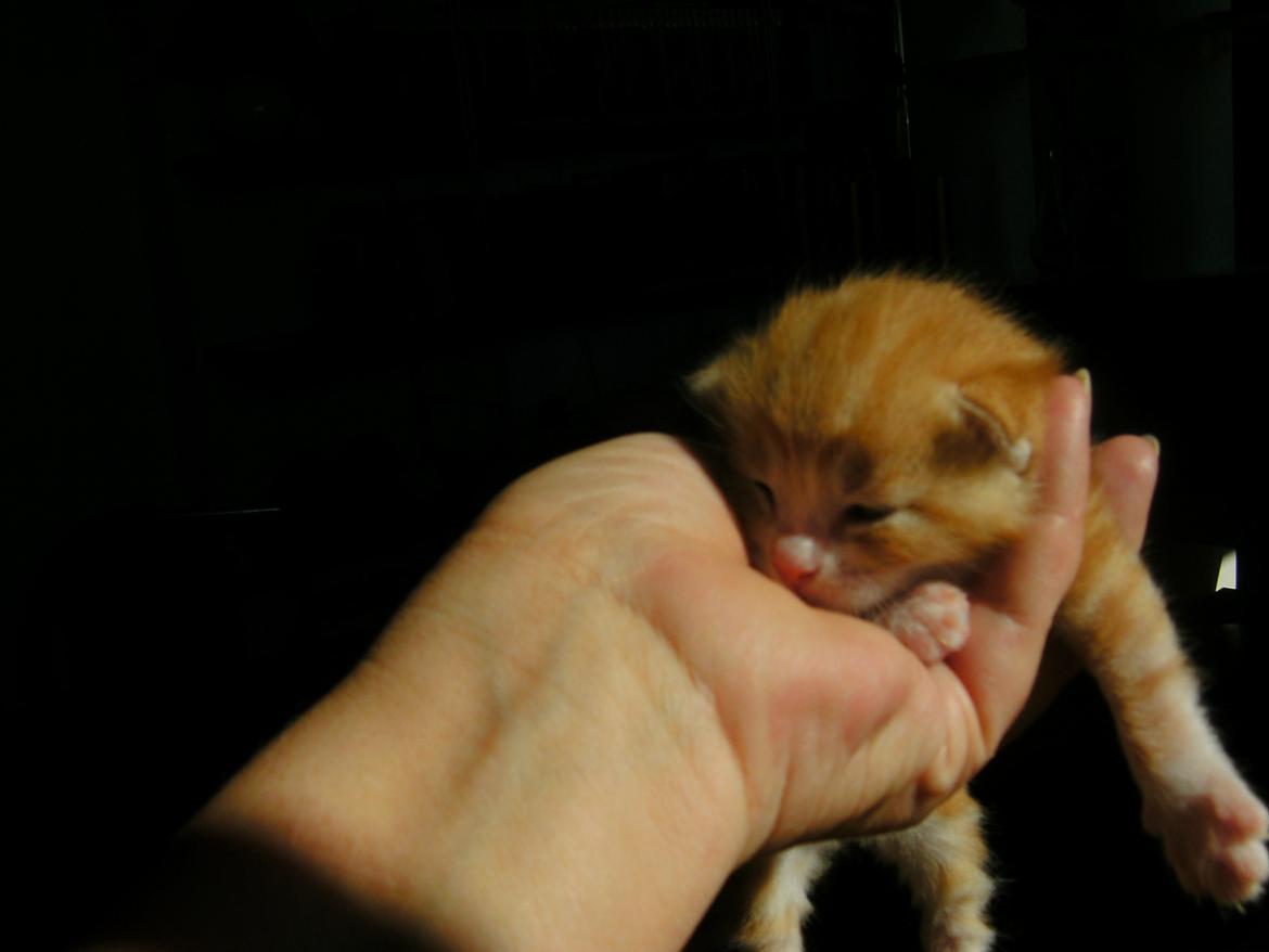 Huskat Theodor billede 4