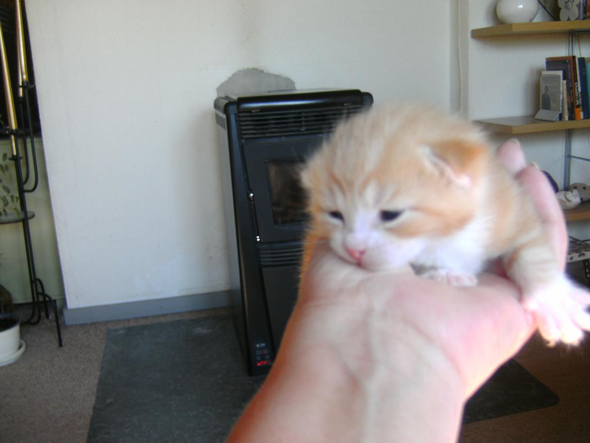 Huskat Theodor billede 5