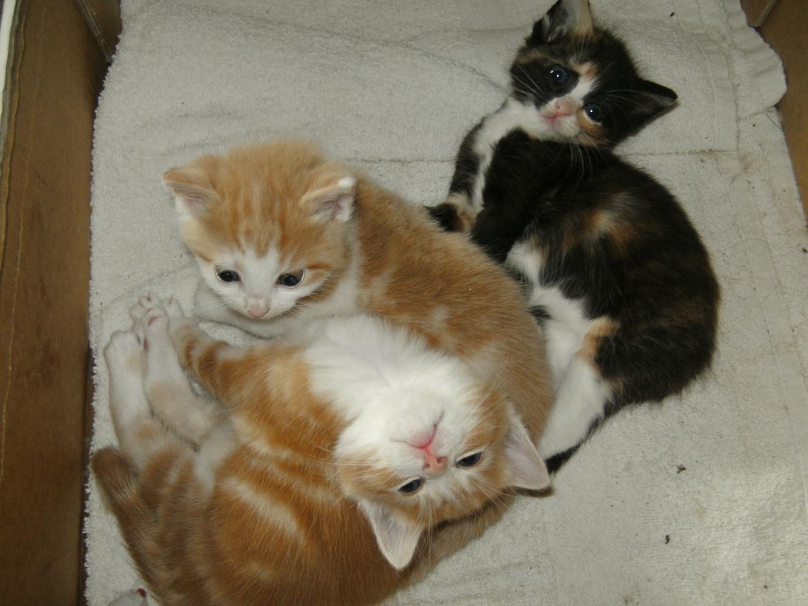 Huskat Theodor billede 6