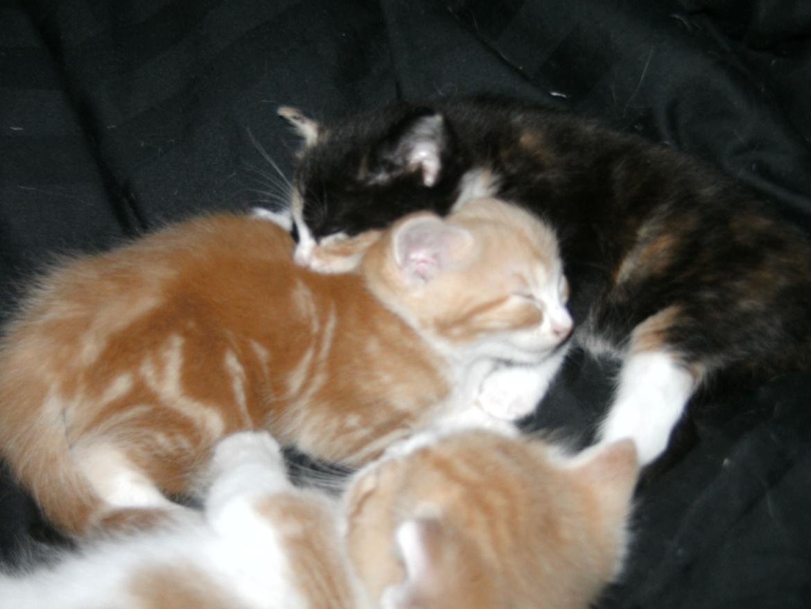 Huskat Theodor billede 7