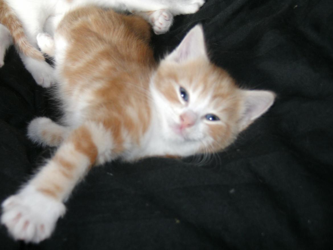 Huskat Theodor billede 8