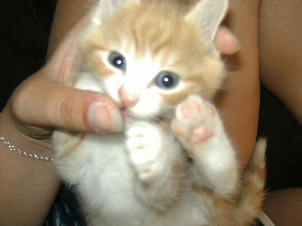 Huskat Theodor billede 9