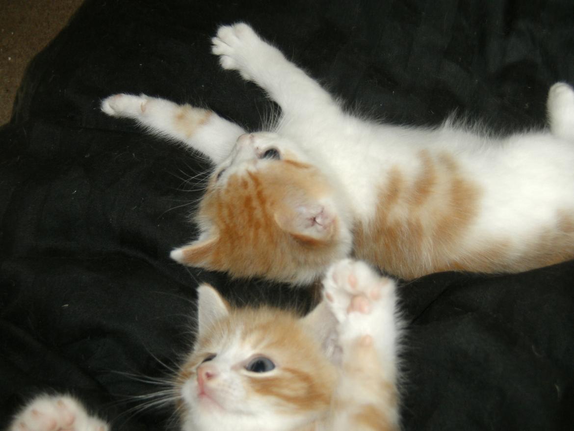 Huskat Theodor billede 10