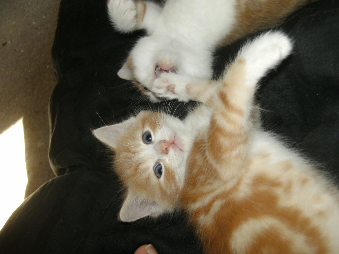 Huskat Theodor billede 11