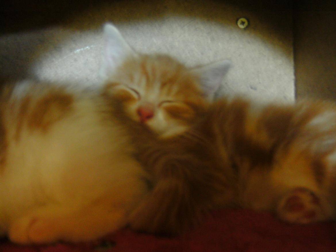 Huskat Theodor billede 12