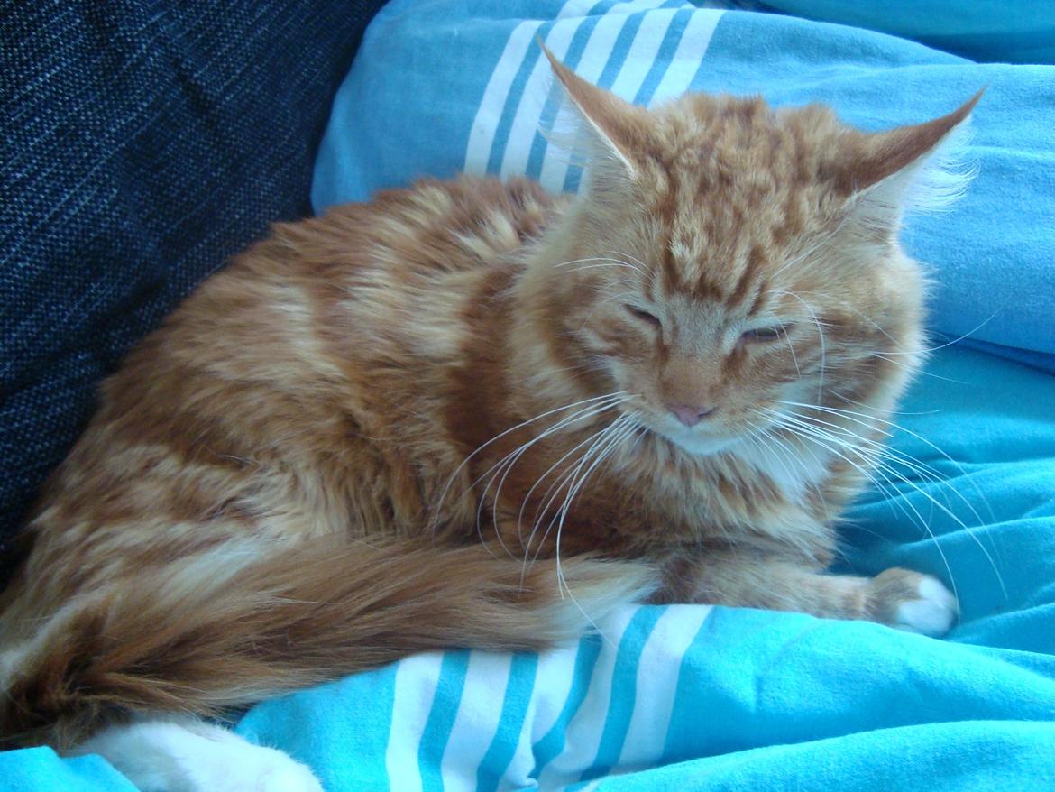 Maine Coon Kasmir billede 7