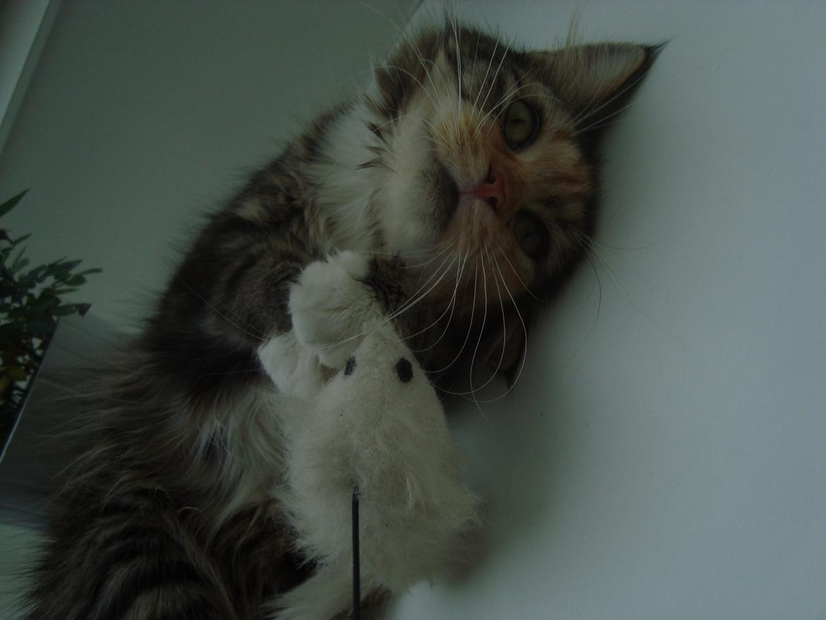 Maine Coon Prima Donna billede 6