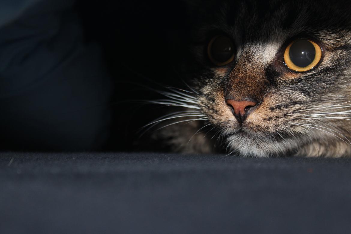 Blanding af racer Misha billede 10