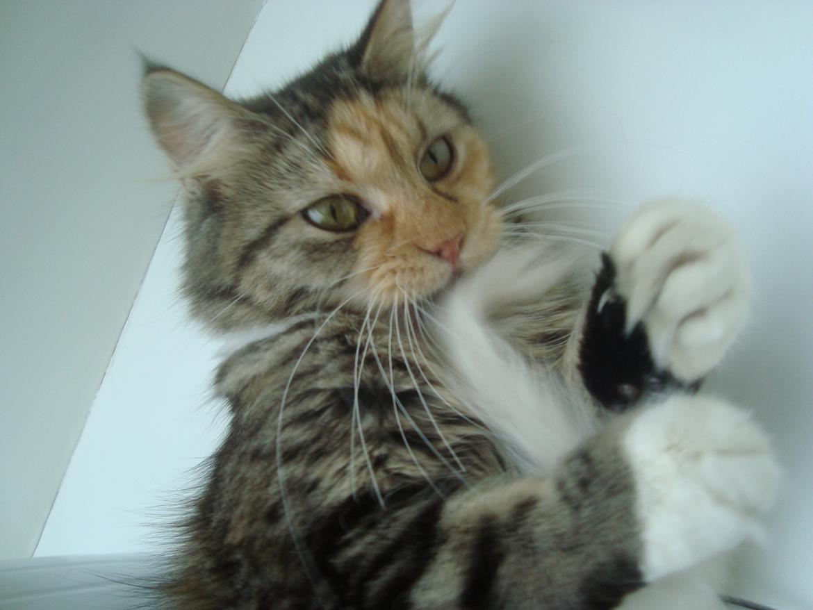 Maine Coon Prima Donna billede 7