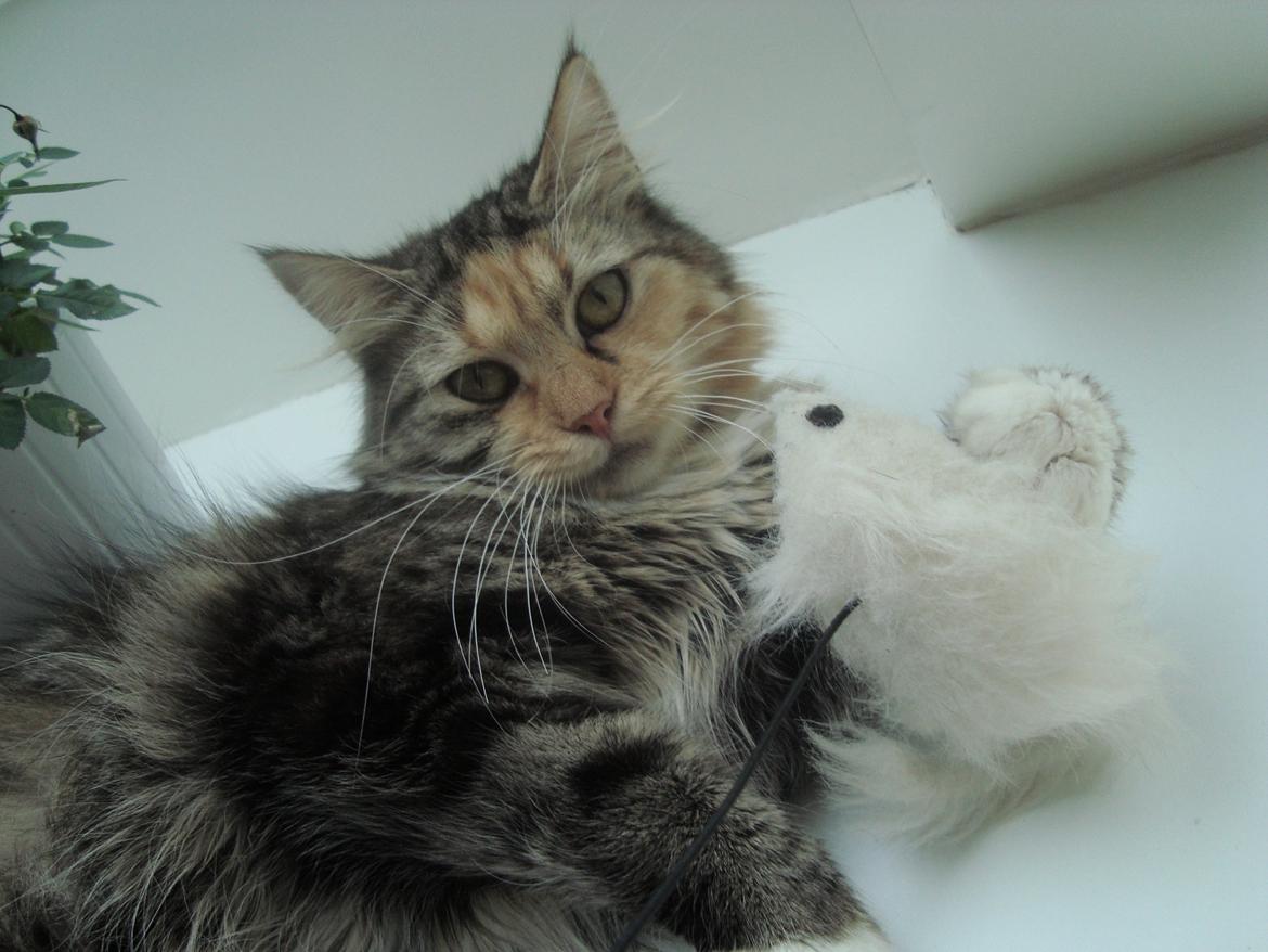 Maine Coon Prima Donna billede 8