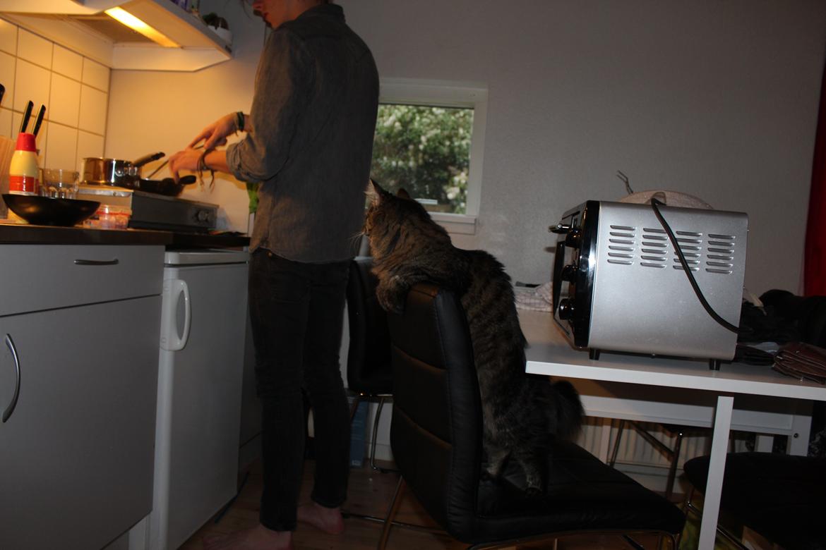 Blanding af racer Misha - Misha følger altid lystigt med i madlavningen! billede 11