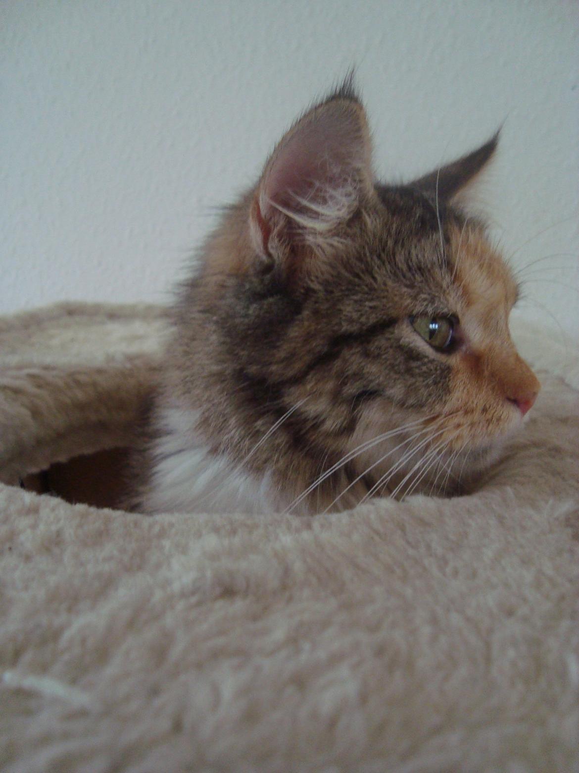 Maine Coon Prima Donna billede 9