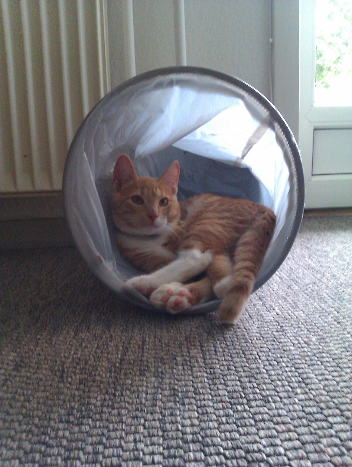 Huskat Samson billede 7