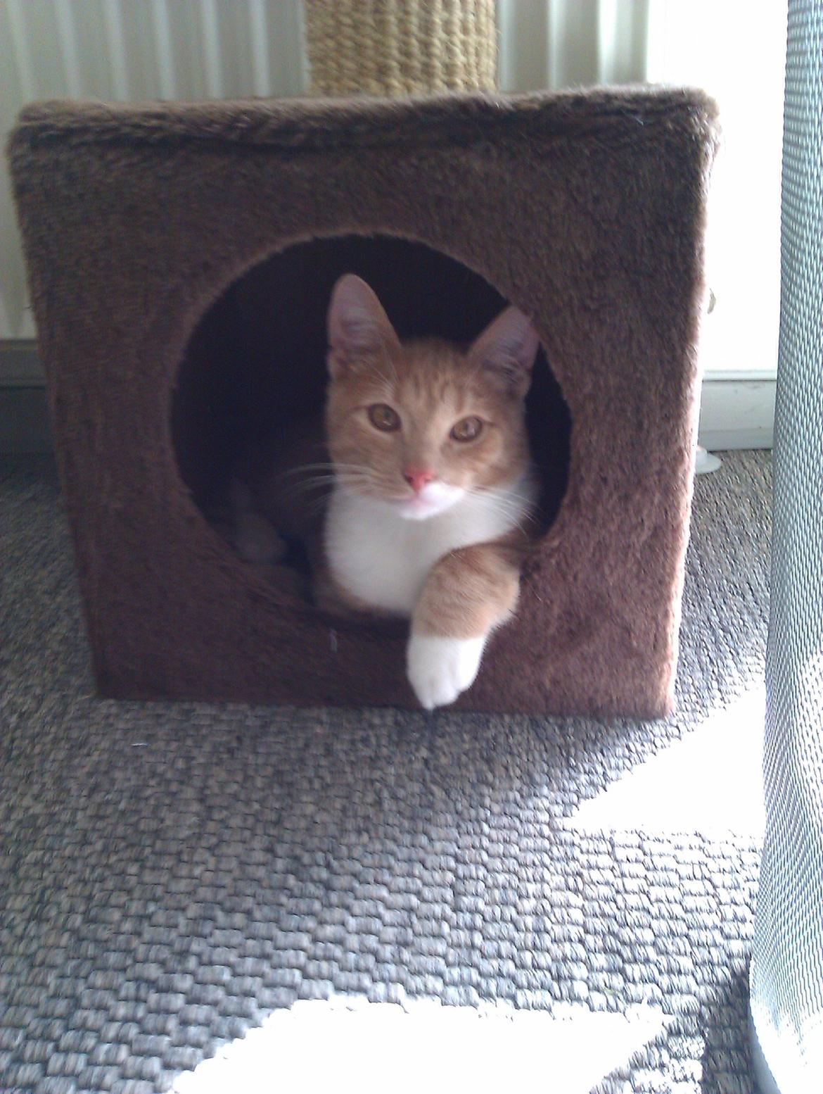 Huskat Samson billede 8