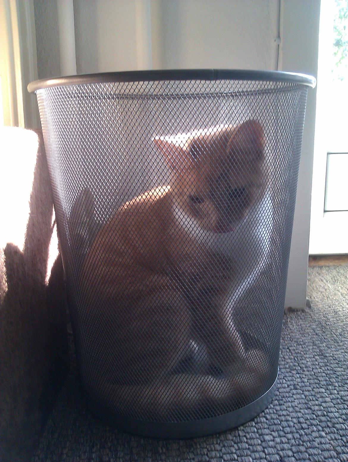 Huskat Samson billede 10