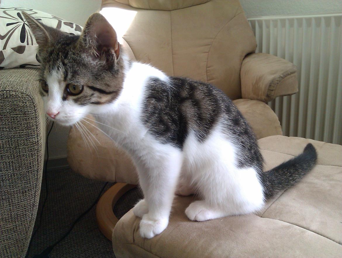 Huskat Batman billede 1